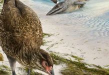 Wonderchicken fossil of modern bird discovered, Study Wonderchicken fossil of modern bird discovered, Study