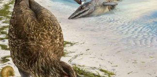 Wonderchicken fossil of modern bird discovered, Study