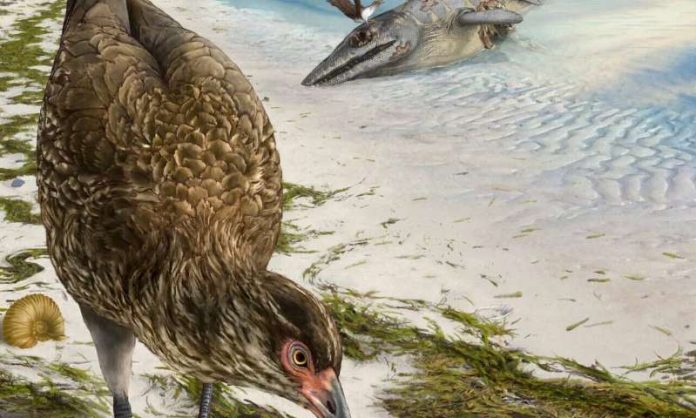 Wonderchicken fossil of modern bird discovered, Study