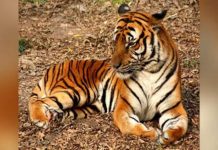 Coronavirus USA Update: Bronx Zoo tiger has COVID-19 Coronavirus USA Update: Bronx Zoo tiger has COVID-19