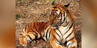 Coronavirus USA Update: Bronx Zoo tiger has COVID-19 Coronavirus USA Update: Bronx Zoo tiger has COVID-19