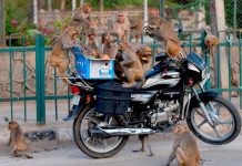 Coronavirus UK Updates: Animals snatch kits of four people infected with Covid-19 Coronavirus UK Updates: Animals snatch kits of four people infected with Covid-19