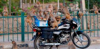 Coronavirus UK Updates: Animals snatch kits of four people infected with Covid-19