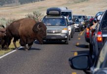 Coronavirus USA Updates: Closed national parks plan phased reopenings Coronavirus USA Updates: Closed national parks plan phased reopenings