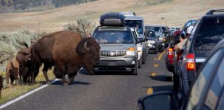 Coronavirus USA Updates: Closed national parks plan phased reopenings