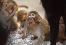 Coronavirus Updates: Monkeys attack lab assistant, escape with COVID-19 blood samples Coronavirus Updates: Monkeys attack lab assistant, escape with COVID-19 blood samples