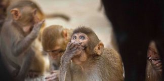 Coronavirus Updates: Monkeys attack lab assistant, escape with COVID-19 blood samples Coronavirus Updates: Monkeys attack lab assistant, escape with COVID-19 blood samples