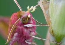 Moths have a secret but vital role as pollinators in the night, says new research Moths have a secret but vital role as pollinators in the night, says new research