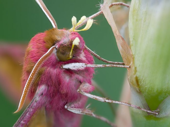 Moths have a secret but vital role as pollinators in the night, says new research