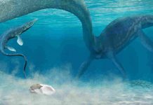 Dinosaur eggs were soft like a turtle’s, A New Study Reveals