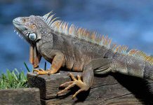 Lost lizard found after 10 day in freezer of Florida pizza restaurant Lost lizard found after 10 day in freezer of Florida pizza restaurant