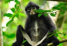 New monkey species found hiding in plain sight, Report New monkey species found hiding in plain sight, Report