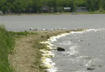 Saskatchewan water toxicity rising due to algae, global warming Saskatchewan water toxicity rising due to algae, global warming