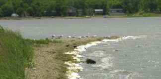 Saskatchewan water toxicity rising due to algae, global warming