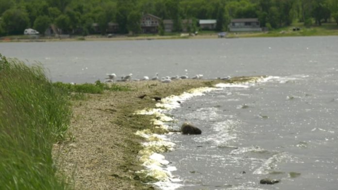 Saskatchewan water toxicity rising due to algae, global warming