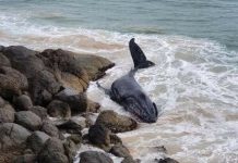 Humpback whale spotted washed onto rocks on NSW Mid North Coast (Photo) Humpback whale spotted washed onto rocks on NSW Mid North Coast (Photo)