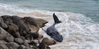 Humpback whale spotted washed onto rocks on NSW Mid North Coast (Photo) Humpback whale spotted washed onto rocks on NSW Mid North Coast (Photo)