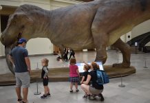 Sue the dinosaur gets life-like model to match skeleton Sue the dinosaur gets life-like model to match skeleton