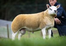 World’s most expensive sheep sold for $490K (Picture) World's most expensive sheep sold for $490K (Picture)