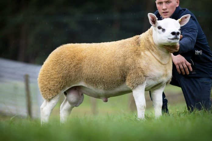 World's most expensive sheep sold for $490K (Picture)
