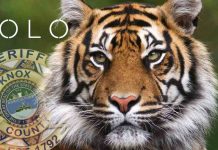 Report: Police search for escaped tiger in Tennessee Report: Police search for escaped tiger in Tennessee