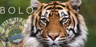 Report: Police search for escaped tiger in Tennessee Report: Police search for escaped tiger in Tennessee