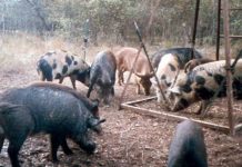 Report: US has ‘out of control’ population of ‘super-pigs’ Report: US has ‘out of control’ population of 'super-pigs'