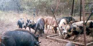 Report: US has ‘out of control’ population of 'super-pigs'