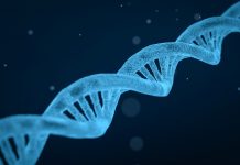 Study sheds light on earliest stages of Angelman syndrome