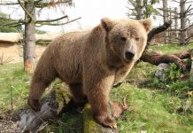 Brown bear species threatened with extinction