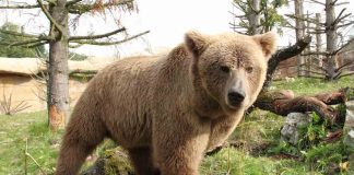Brown bear species threatened with extinction Brown bear species threatened with extinction