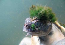 International Reptile Awareness Day: A List of the World’s Strangest Reptiles International Reptile Awareness Day: A List of the World's Strangest Reptiles