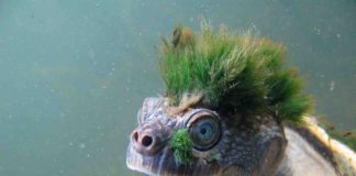 International Reptile Awareness Day: A List of the World's Strangest Reptiles