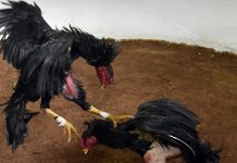 Rooster kills police officer in an anti-illegal cockfighting raid in Philippines Rooster kills police officer in an anti-illegal cockfighting raid in Philippines