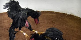 Rooster kills police officer in an anti-illegal cockfighting raid in Philippines Rooster kills police officer in an anti-illegal cockfighting raid in Philippines