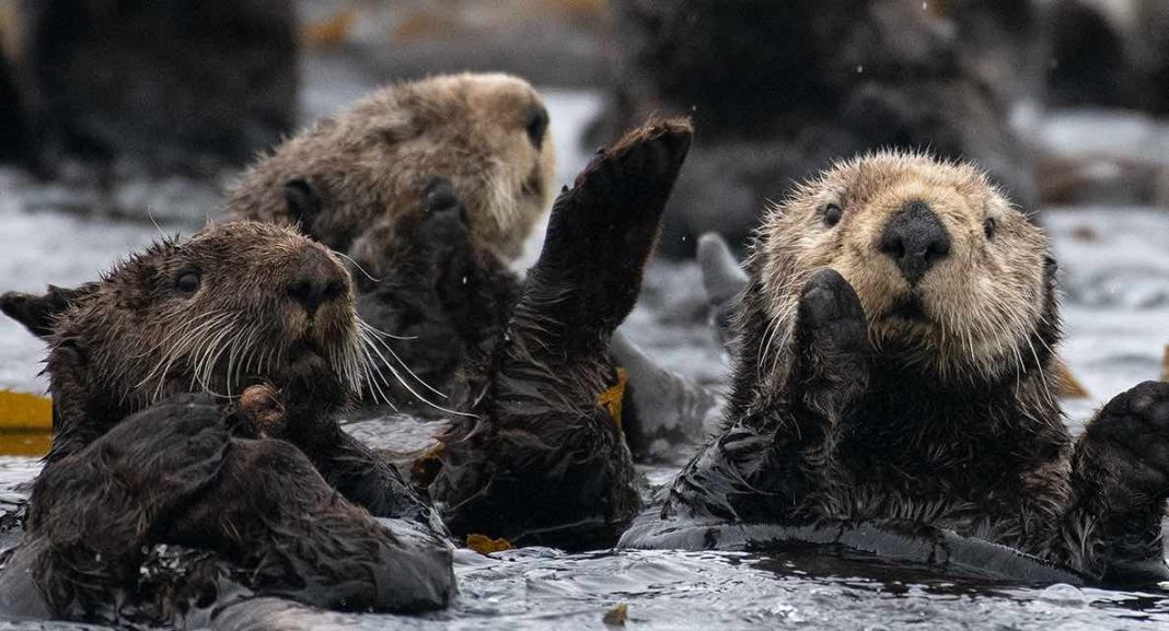 Sea otters return with a worrying vengeance in BC - Web Top News