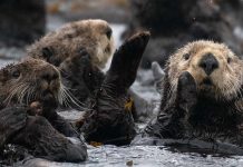 Sea otters return with a worrying vengeance in BC Sea otters return with a worrying vengeance in BC