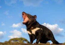 Tasmanian devils return to mainland Australia for first time, Report Tasmanian devils return to mainland Australia for first time, Report