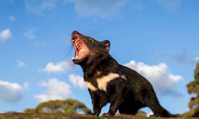 Tasmanian devils return to mainland Australia for first time, Report
