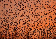The Murmurations of Starlings: When and where to see the birds’ incredible display The Murmurations of Starlings: When and where to see the birds' incredible display