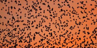 The Murmurations of Starlings: When and where to see the birds’ incredible display The Murmurations of Starlings: When and where to see the birds' incredible display
