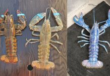 Trio Of Rare, Colorful Lobsters Caught this season (Photo) Trio Of Rare, Colorful Lobsters Caught this season (Photo)