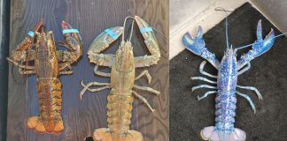 Trio Of Rare, Colorful Lobsters Caught this season (Photo)