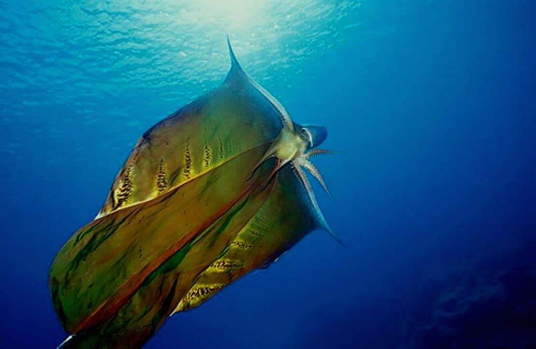 Watch The spectacular female ‘Blanket Octopus’ was seen unfurling its