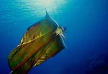 Watch: The spectacular female ‘Blanket Octopus’ was seen unfurling its stunning, fleshy cape Watch: The spectacular female ‘Blanket Octopus’ was seen unfurling its stunning, fleshy cape
