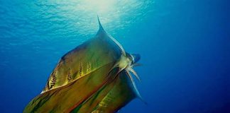 Watch: The spectacular female ‘Blanket Octopus’ was seen unfurling its stunning, fleshy cape Watch: The spectacular female ‘Blanket Octopus’ was seen unfurling its stunning, fleshy cape