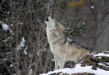 Colorado Votes to Reintroduce Wolves (Reports) Colorado Votes to Reintroduce Wolves (Reports)