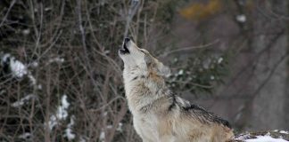 Colorado Votes to Reintroduce Wolves (Reports)