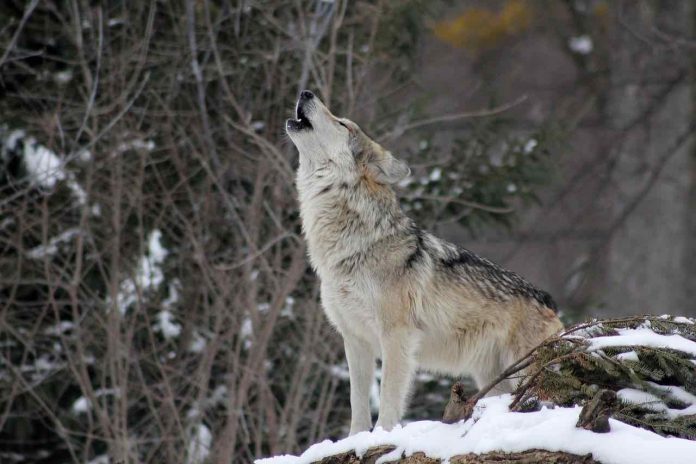 Colorado Votes to Reintroduce Wolves (Reports)