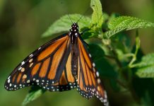 Feds to delay seeking legal protection for monarch butterfly (Reports) Feds to delay seeking legal protection for monarch butterfly (Reports)